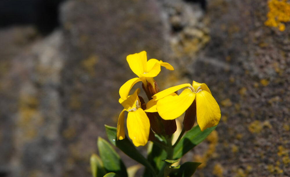Muurbloem