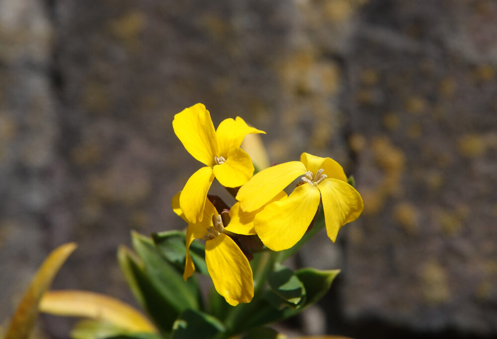 Muurbloem