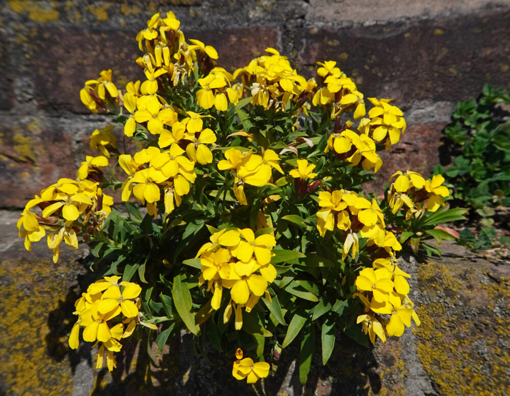 Muurbloem