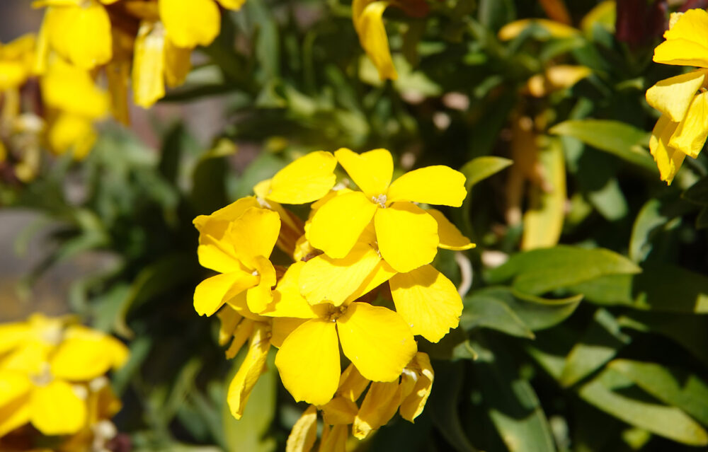 Muurbloem