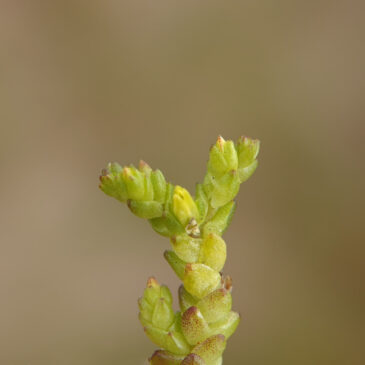 Muurpeper