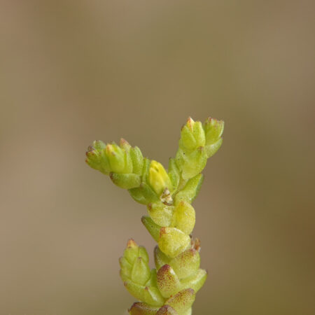 Muurpeper