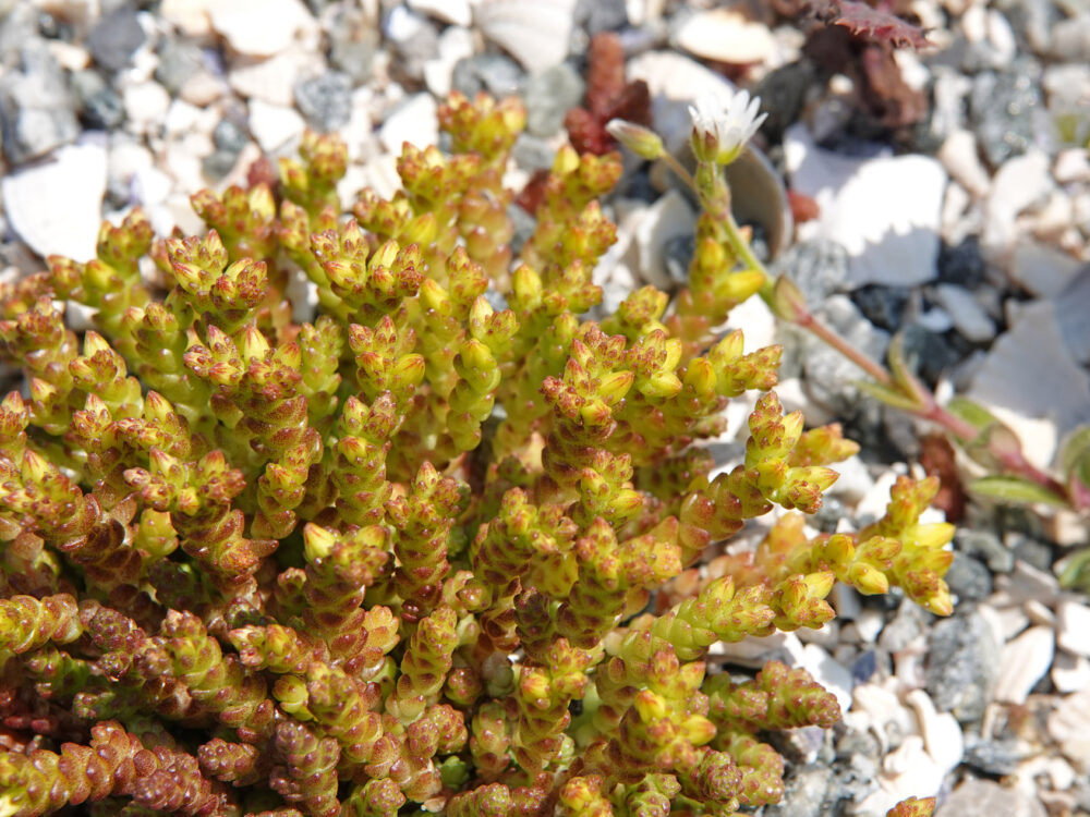 Muurpeper