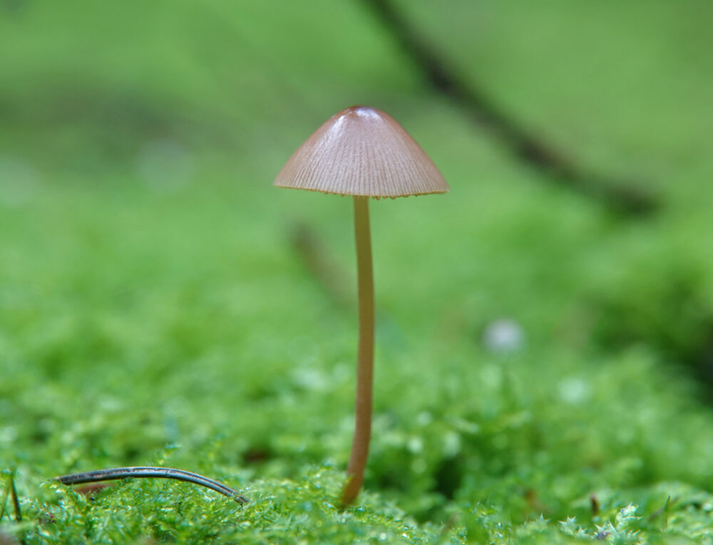 Mycena onbekend
