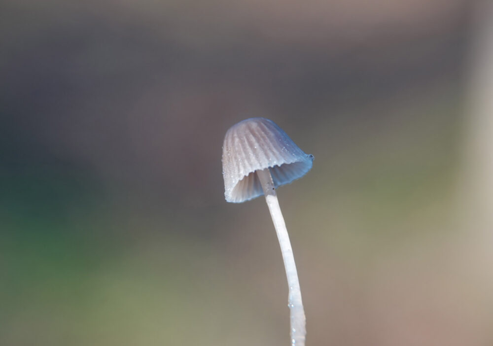 Mycena (onbekend))