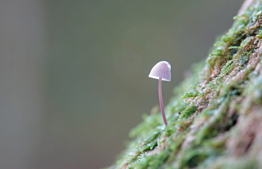 Mycena (onbekend)