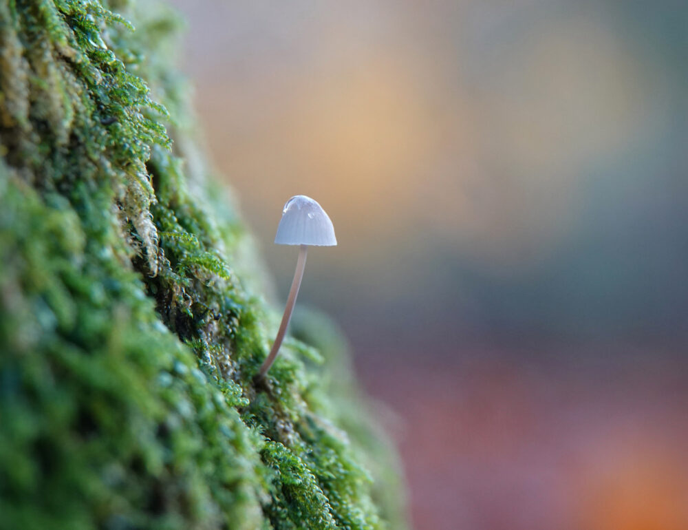 Mycena onbekend
