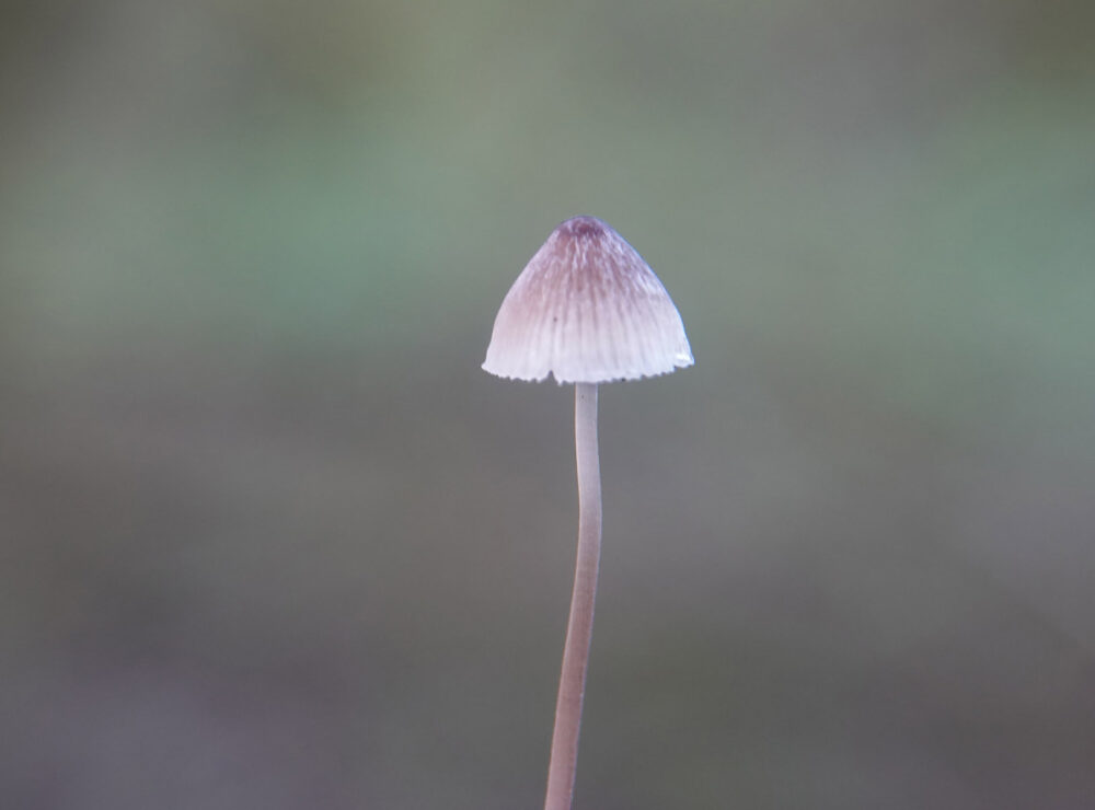 Mycena onbekend