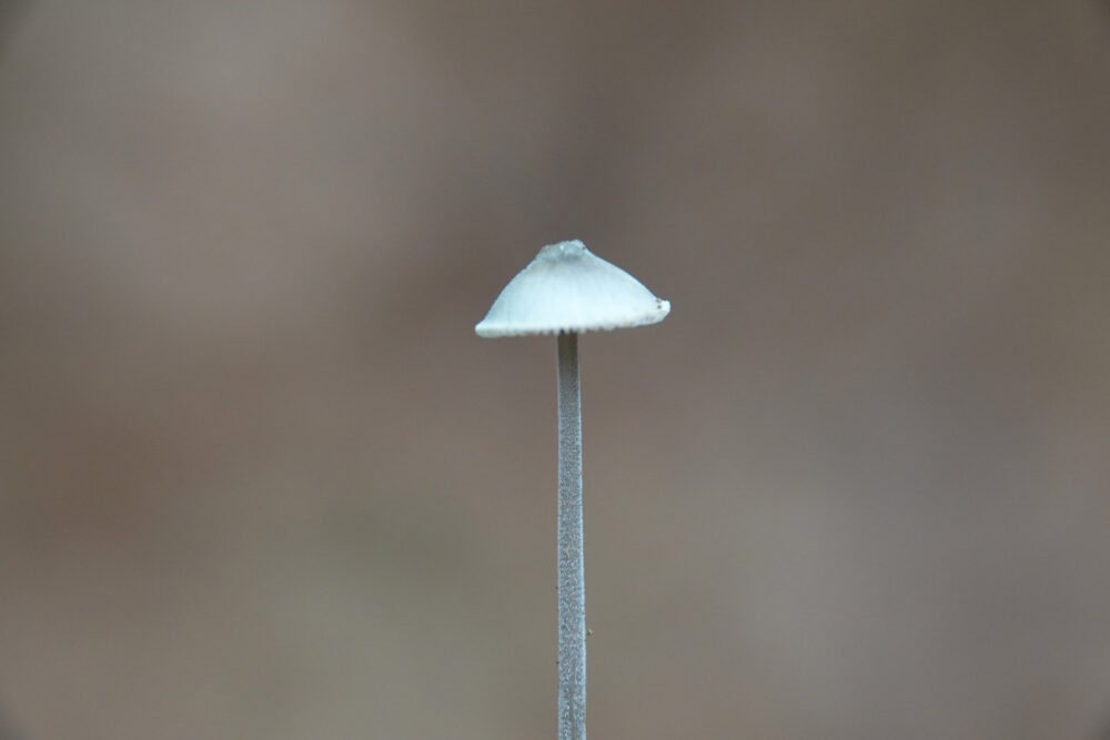 Mycena (soort onbekend)
