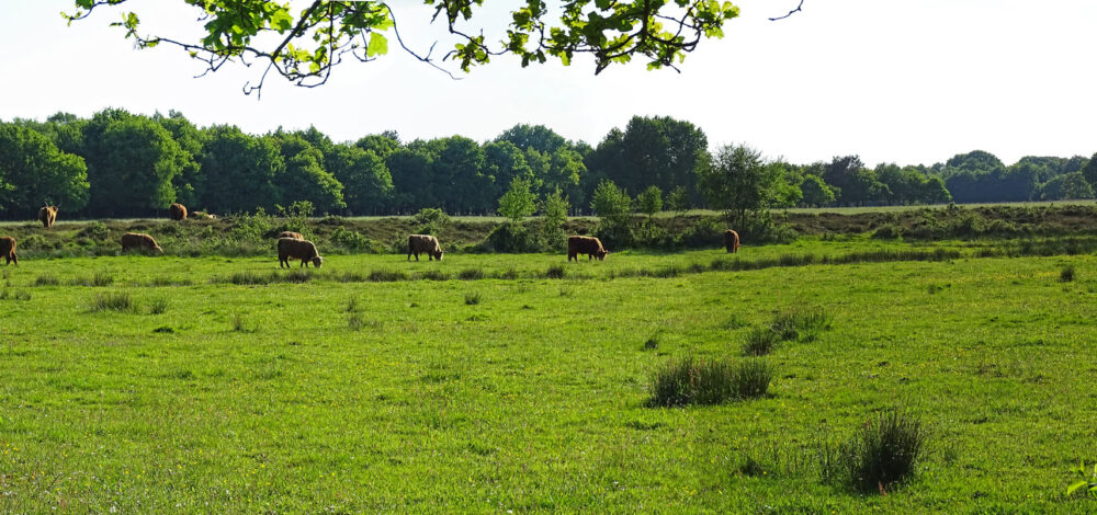 NP Drentsche Aa (Molenveld bij Zeegse)