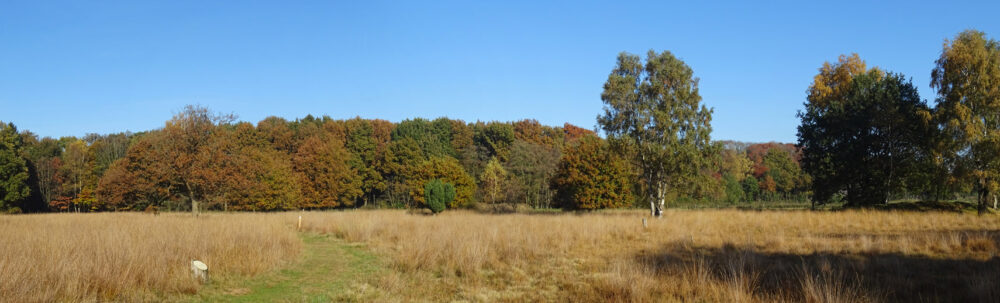 NP Dwingelderveld in het najaar