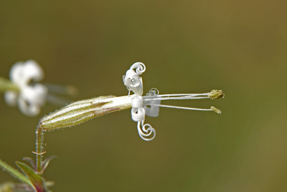 Nachtsilene