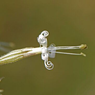 Nachtsilene