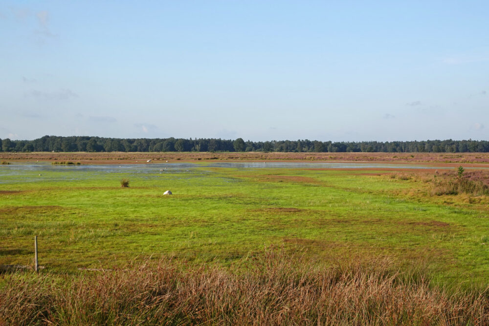 Najaar op het Dwingelderveld (Noordenveld)