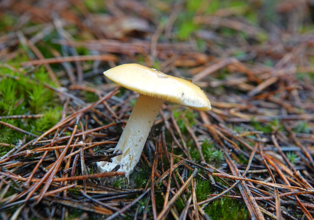 Narcisamaniet