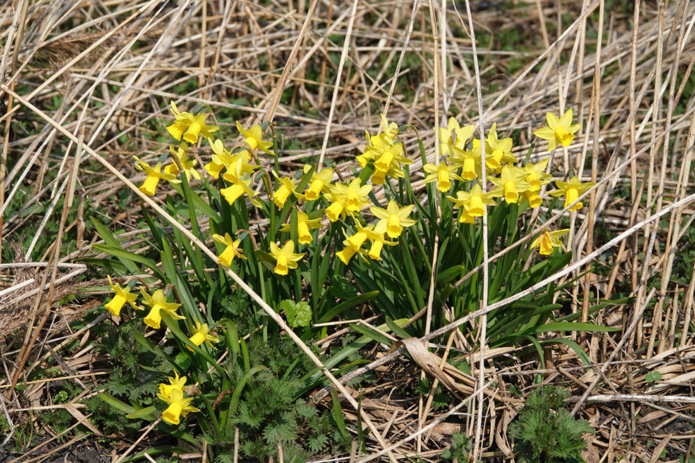 Narcissus x cyclazetta (Onlanden)