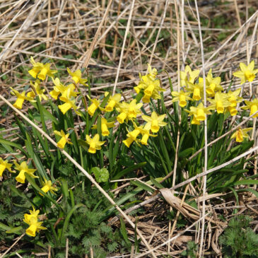 Narcissus x cyclazetta