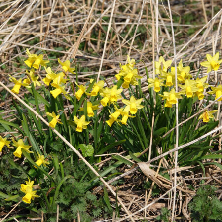 Narcissus x cyclazetta