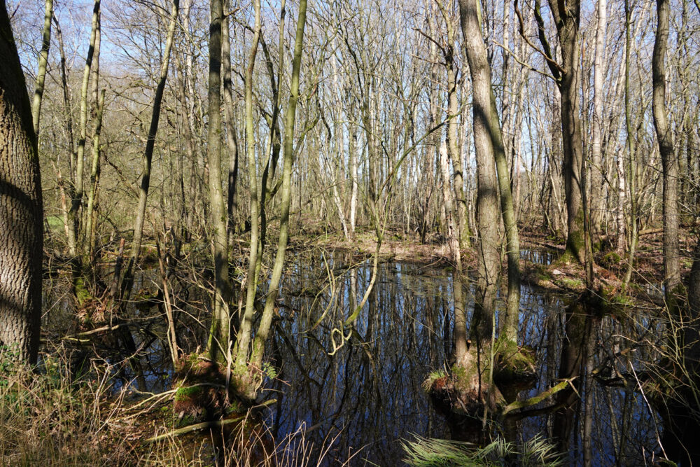 Nat deel Kleibosch (Onlanden)