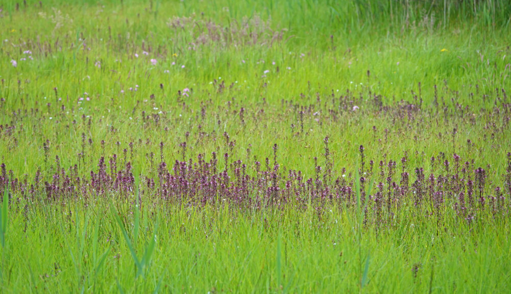 Natte graslanden vol met moeraskartelblad (t Hemrik)