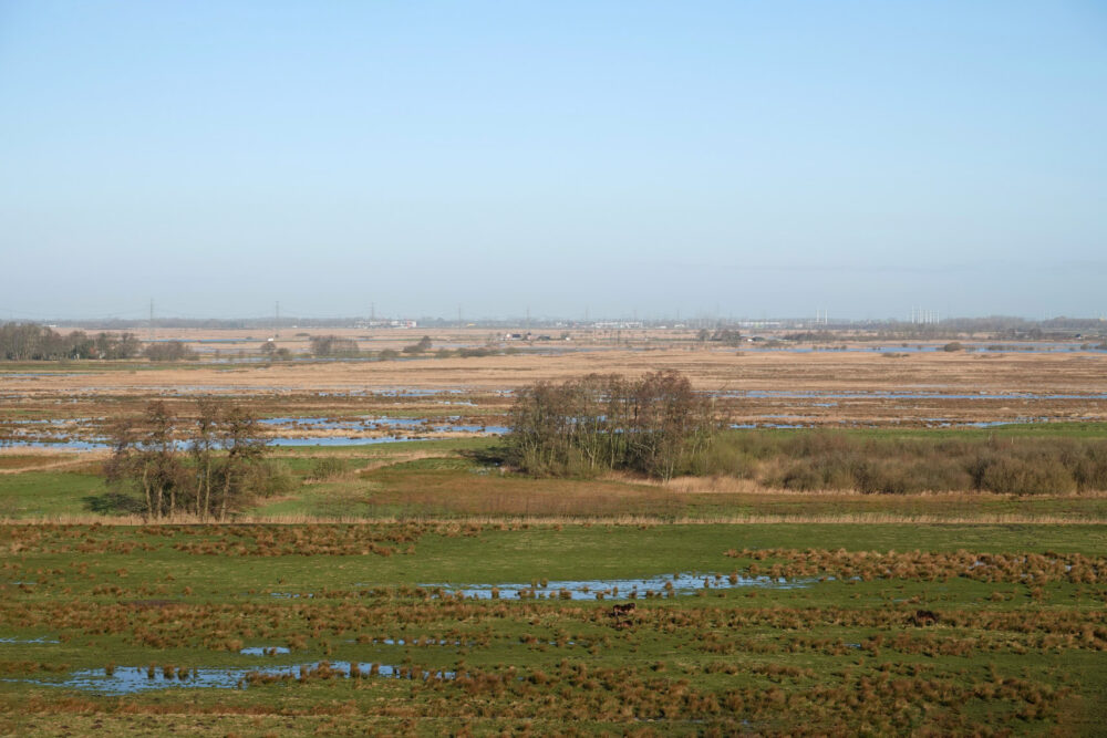 Natte hooilanden in de winter in de Weeringsbroeken (Onlanden)