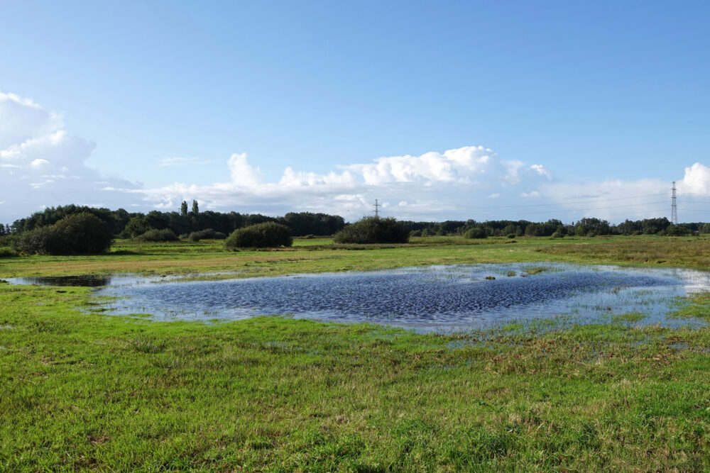 Natte hooilanden in het najaar in Weeringsbroeken (Onlanden)