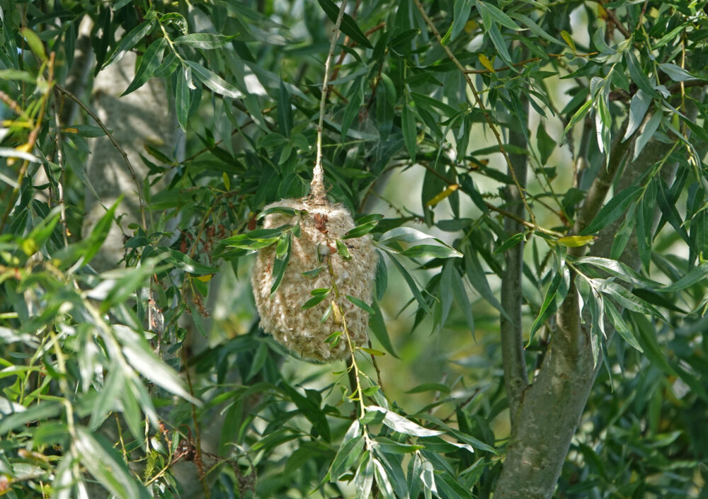 Nest buidelmees