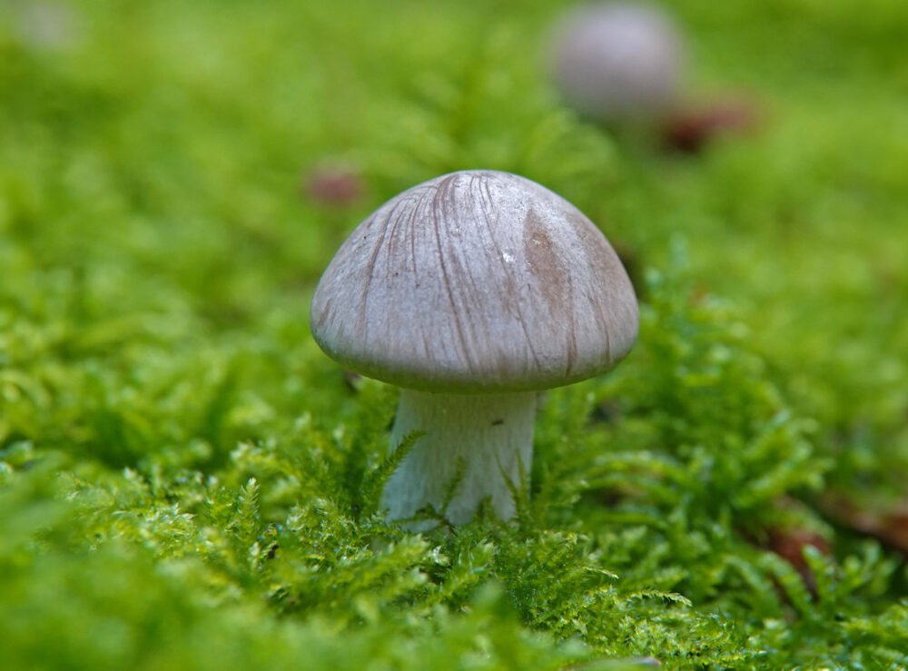 Nevelzwam