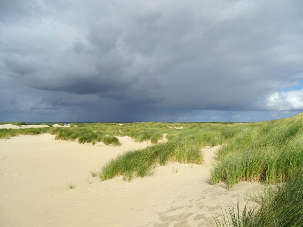 Nieuwe Hondsbossche duinen