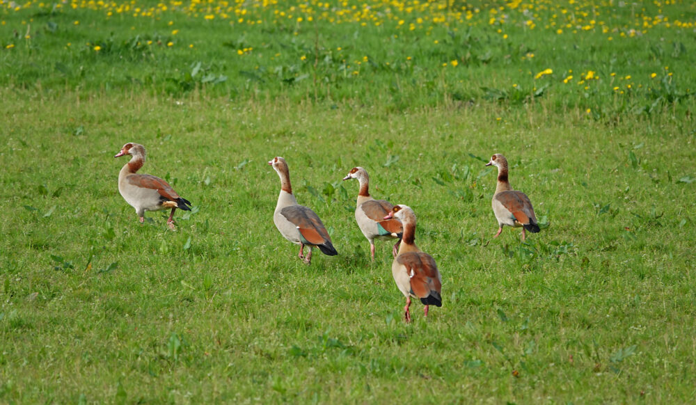 Nijlganzen (Stenhorsten)