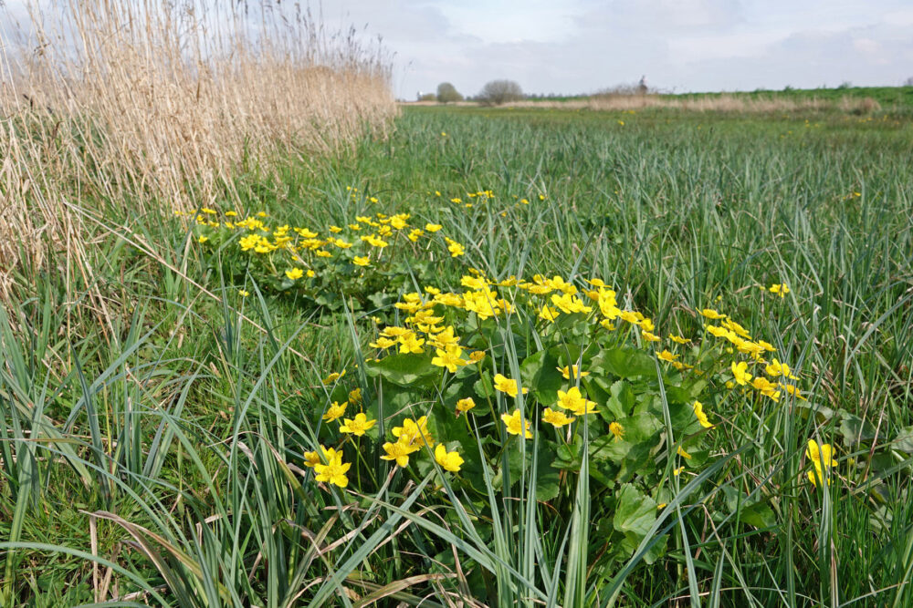Noarderkrite (Petgatten De Feanhoop)