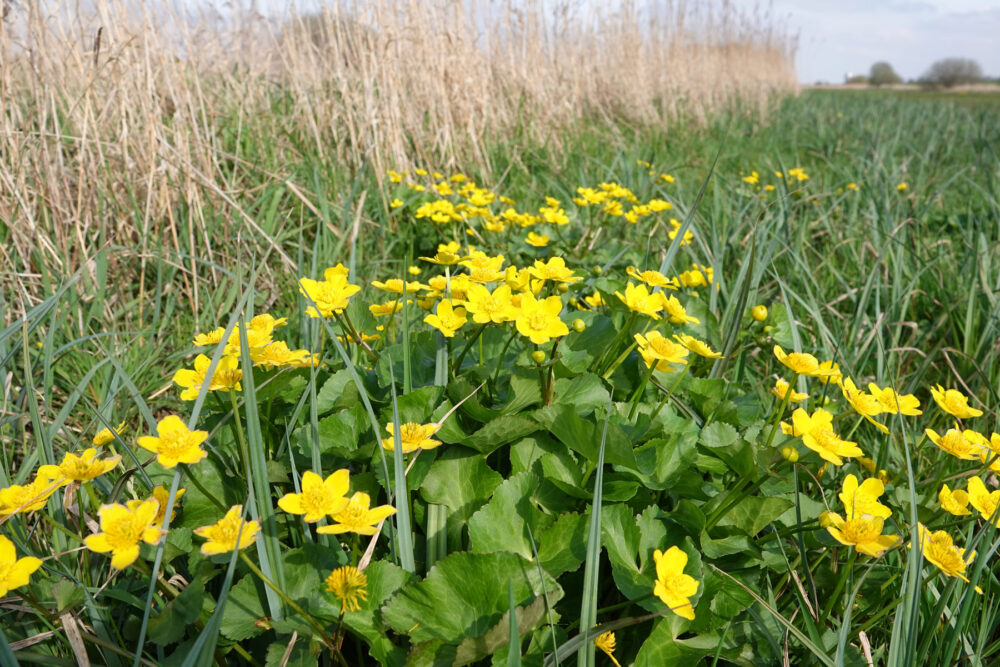 Noarderkrite (Petgatten De Feanhoop)