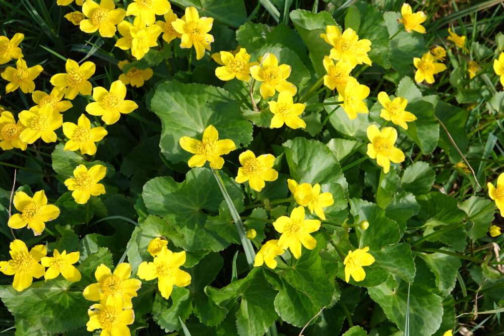 Noarderkrite (Petgatten De Feanhoop)