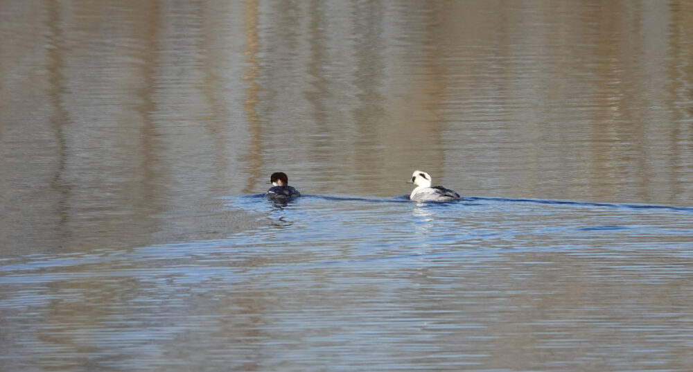 Nonnetjes in het Friesche Veen