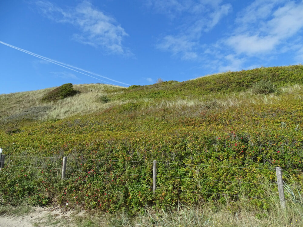 Noordduinen