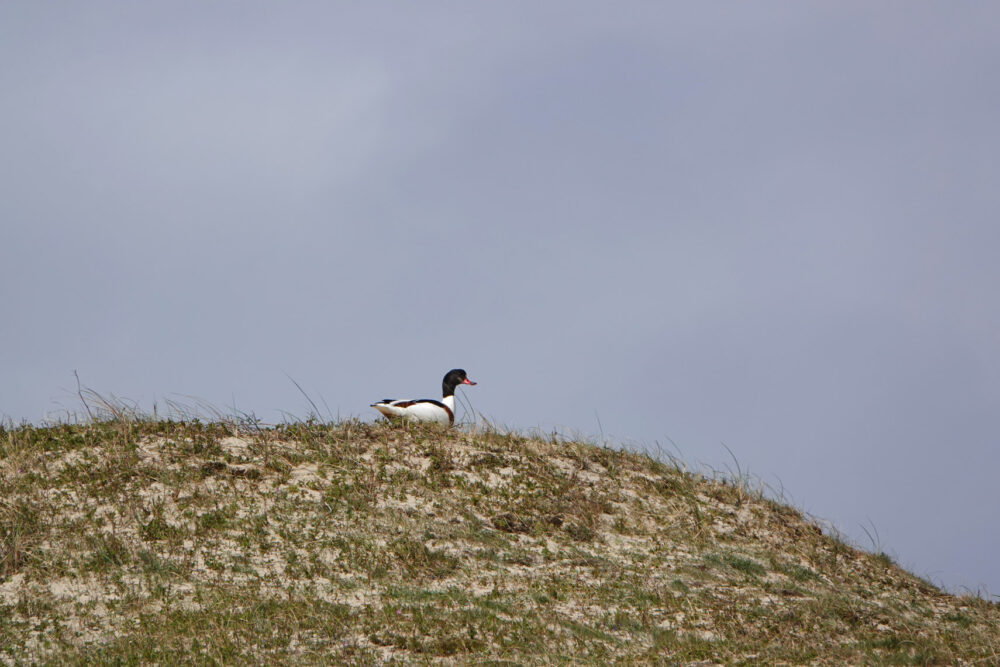 Noordduinen