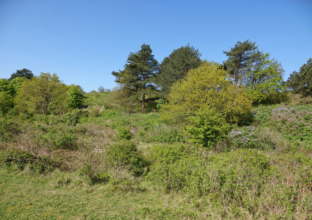 Noordhollands Duinreservaat