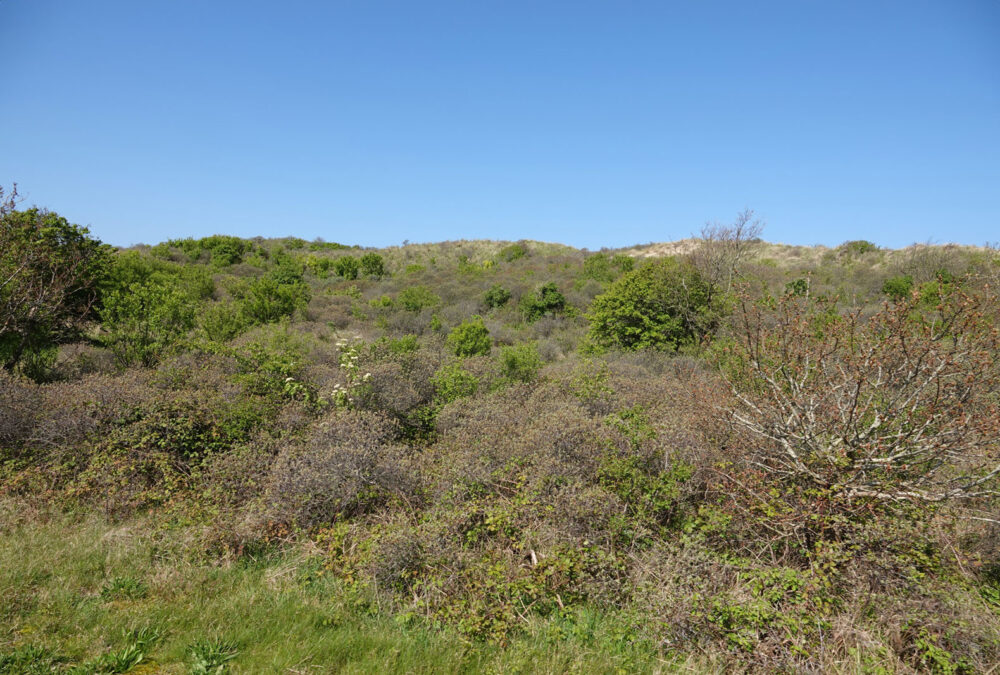 Noordhollands Duinreservaat