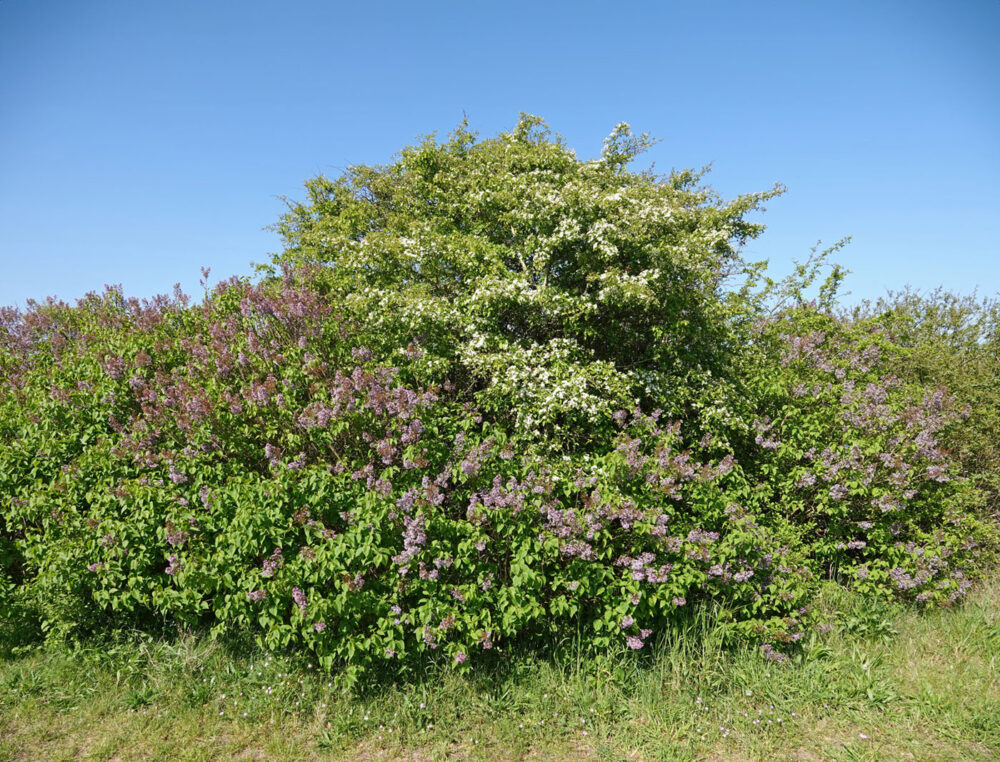 Noordhollands Duinreservaat