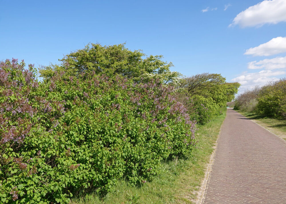 Noordhollands Duinreservaat