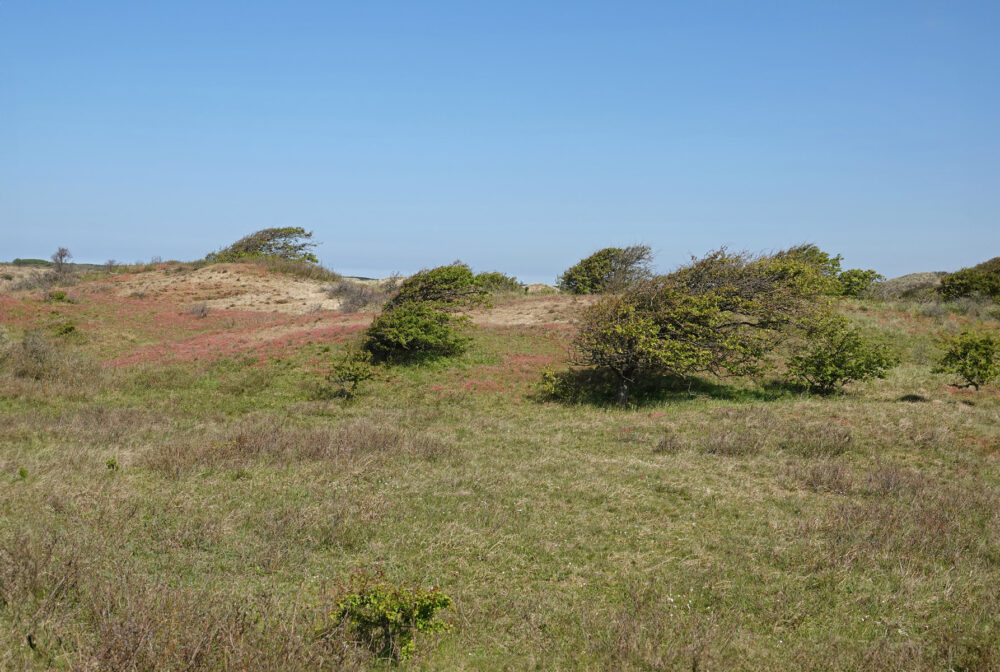 Noordhollands Duinreservaat