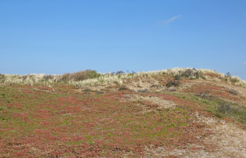 Noordhollands Duinreservaat
