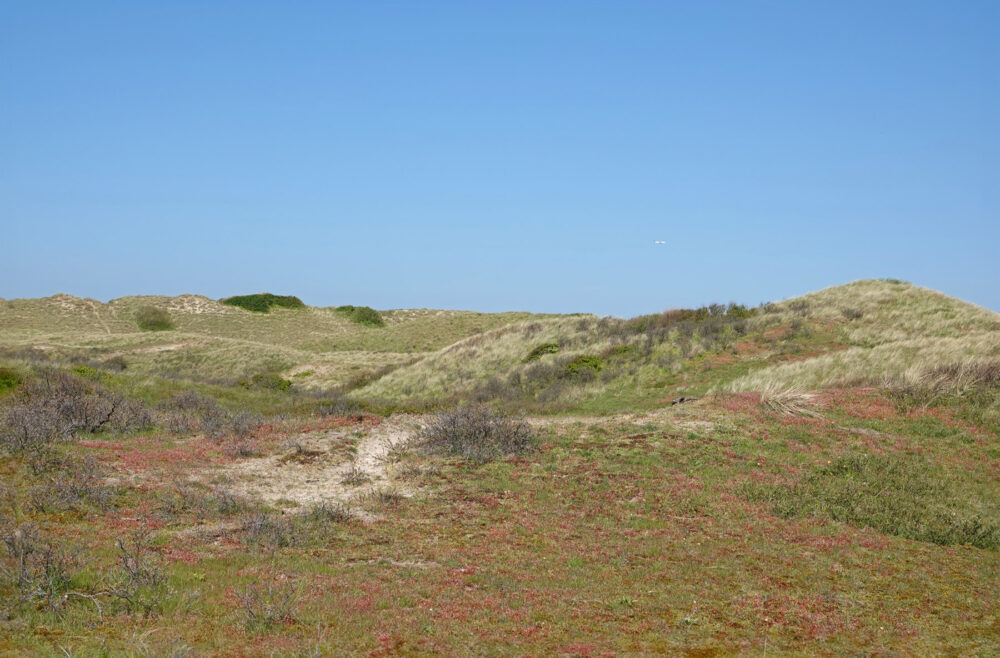 Noordhollands Duinreservaat