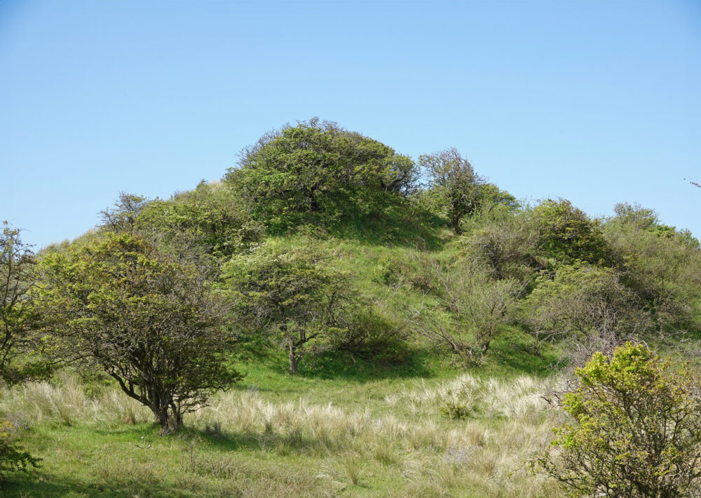 Noordhollands Duinreservaat
