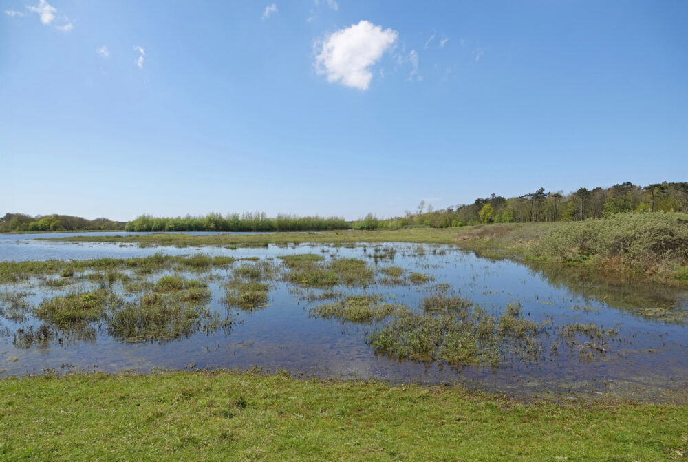 Noordhollands Duinreservaat 81
