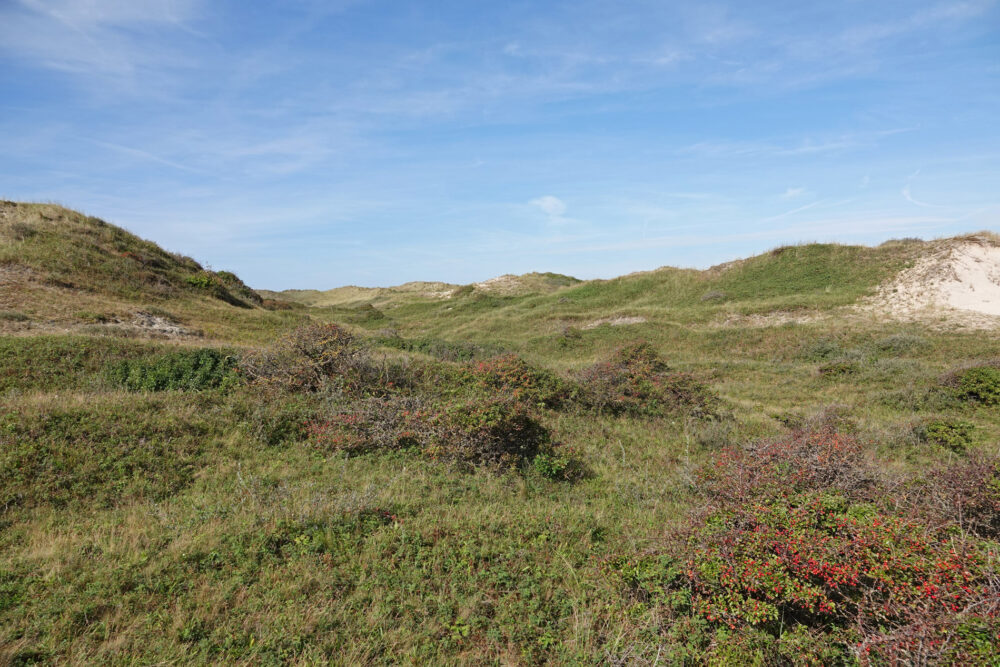 Noordhollands Duinreservaat