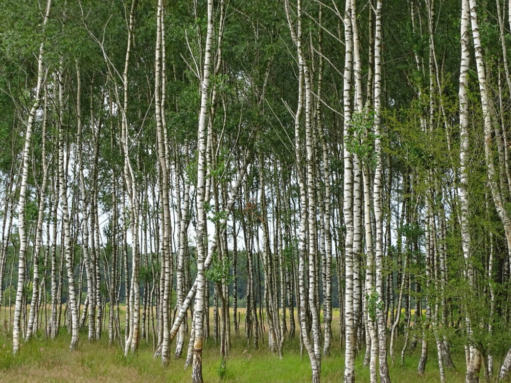 Noordlaarderbos