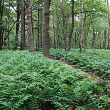 Noordlaarderbos
