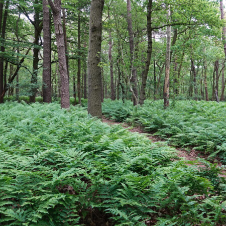 Noordlaarderbos