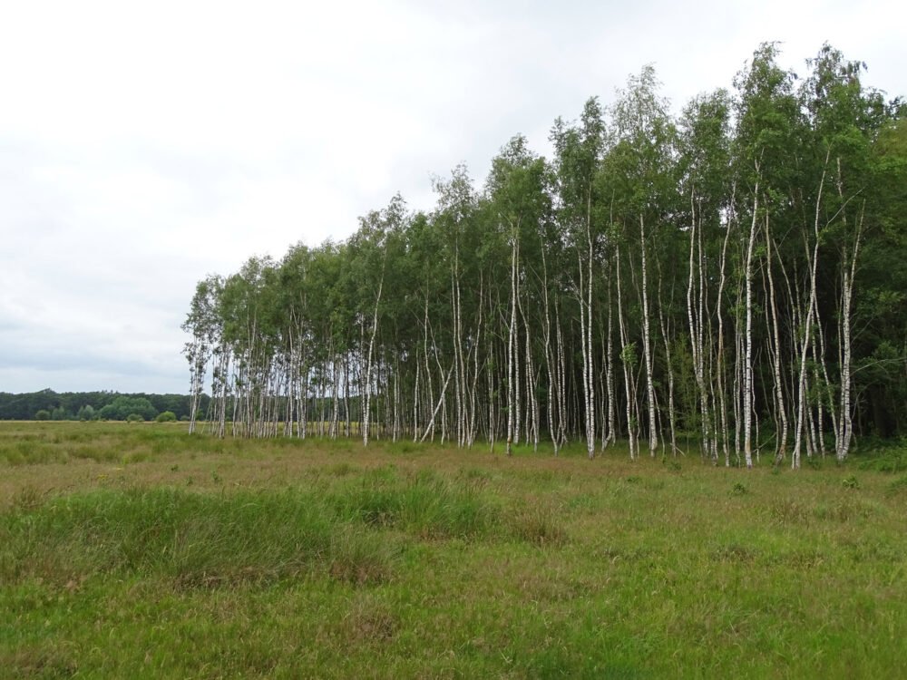 Noordlaarderbos